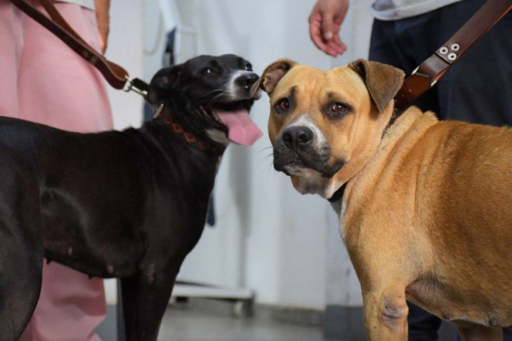 La Municipalidad intervino ante un caso de abuso animal