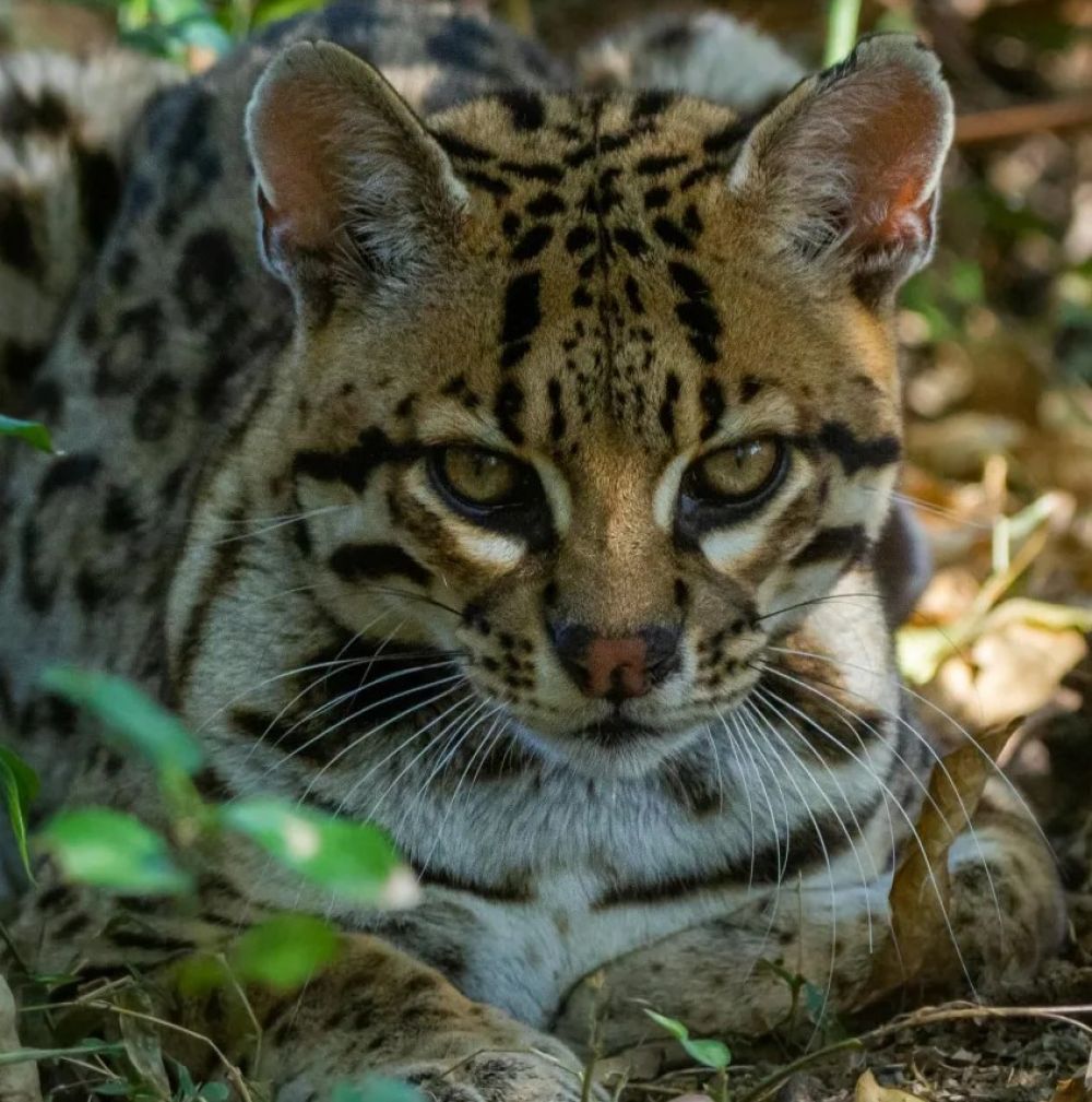 Messi llegó al Iberá para repoblar la fauna provincial