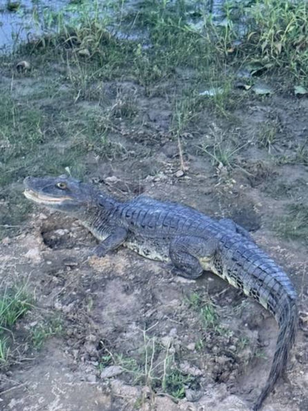 Fue a nadar a su pileta y se encontró con un yacaré