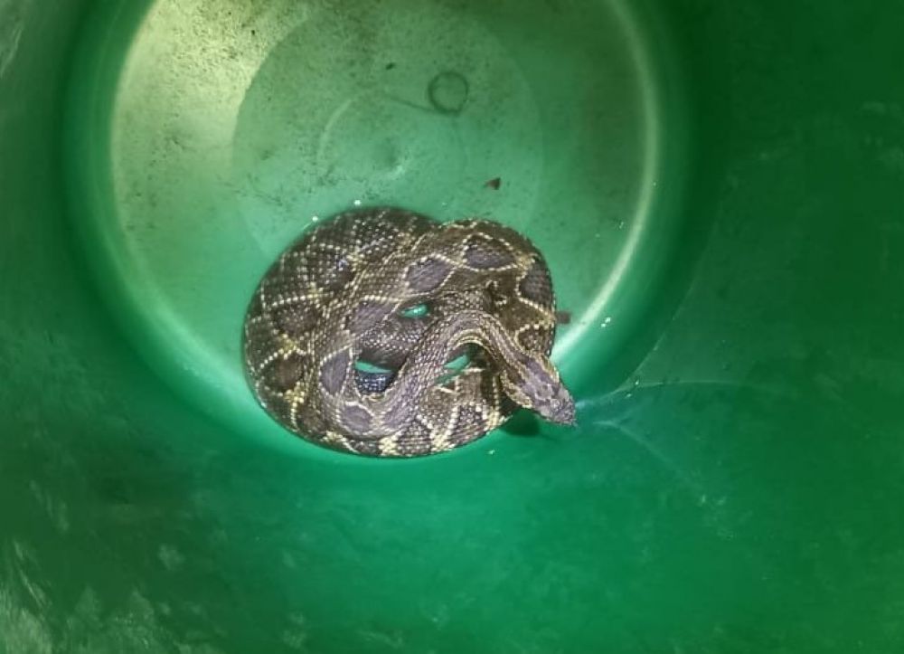 Bomberos rescataron a una serpiente en plena Costanera