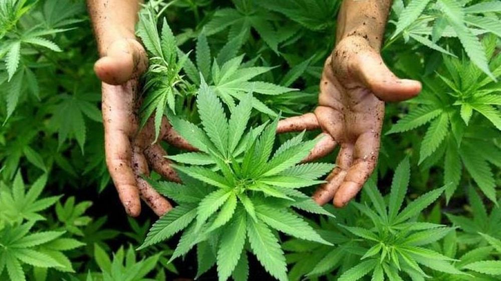 Darán de baja los permisos para cultivar marihuana