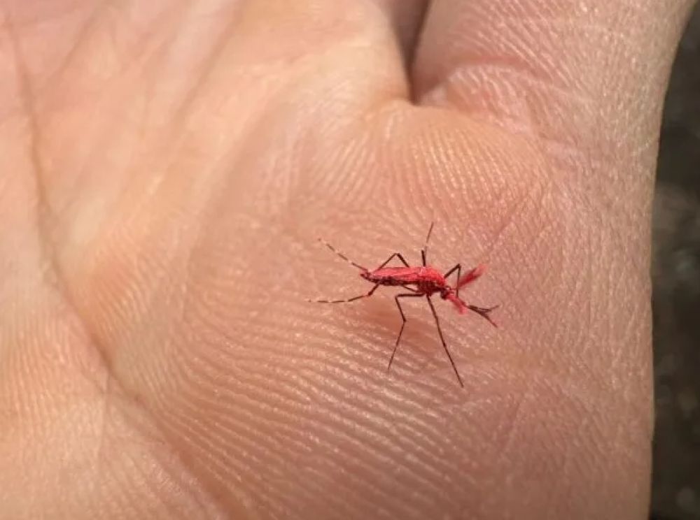 El truco ideal para espantar a los mosquitos sin repelentes