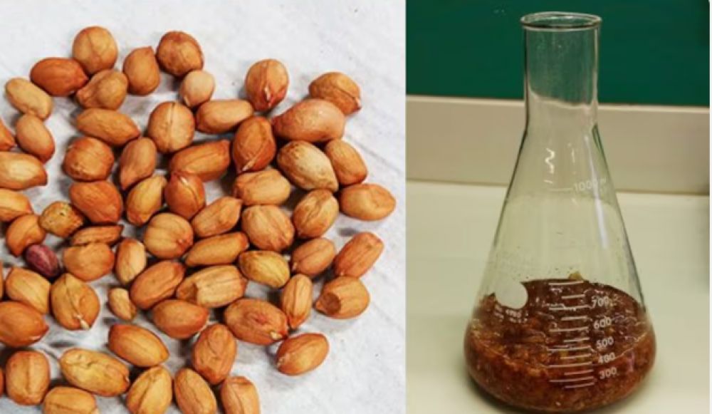 Dengue: científicos cordobeses descubrieron que un extracto de piel de maní inhibe el virus