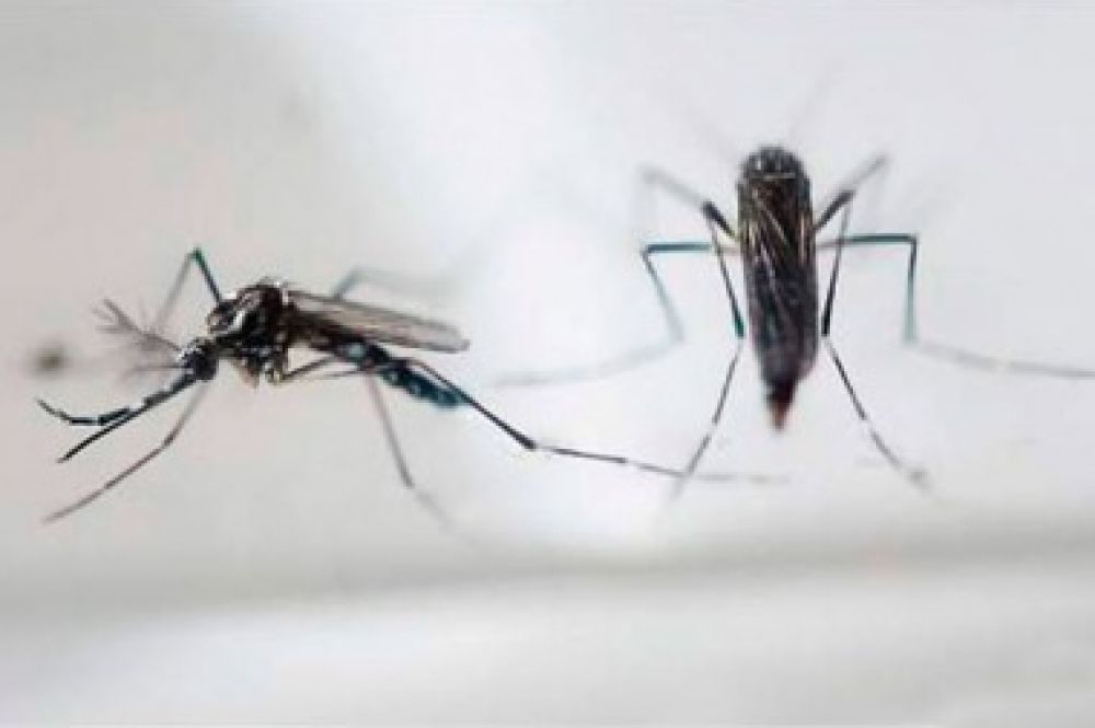 El Gobierno destacó que los casos de dengue están por debajo del mismo período del año anterior