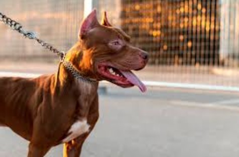 Mujer atacada por perros pitbull sigue internada y con alto riesgo en su salud