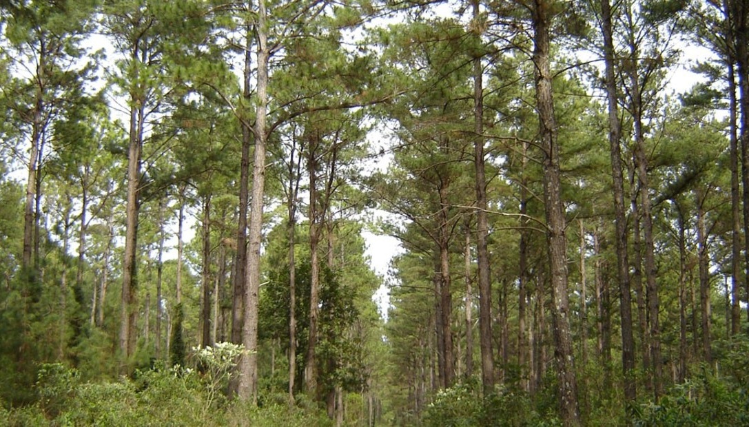 Los detalles de la planta de celulosa que cambia el mapa industrial argentino