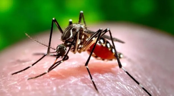Chikungunya: hubo 268 casos nuevos en el país
