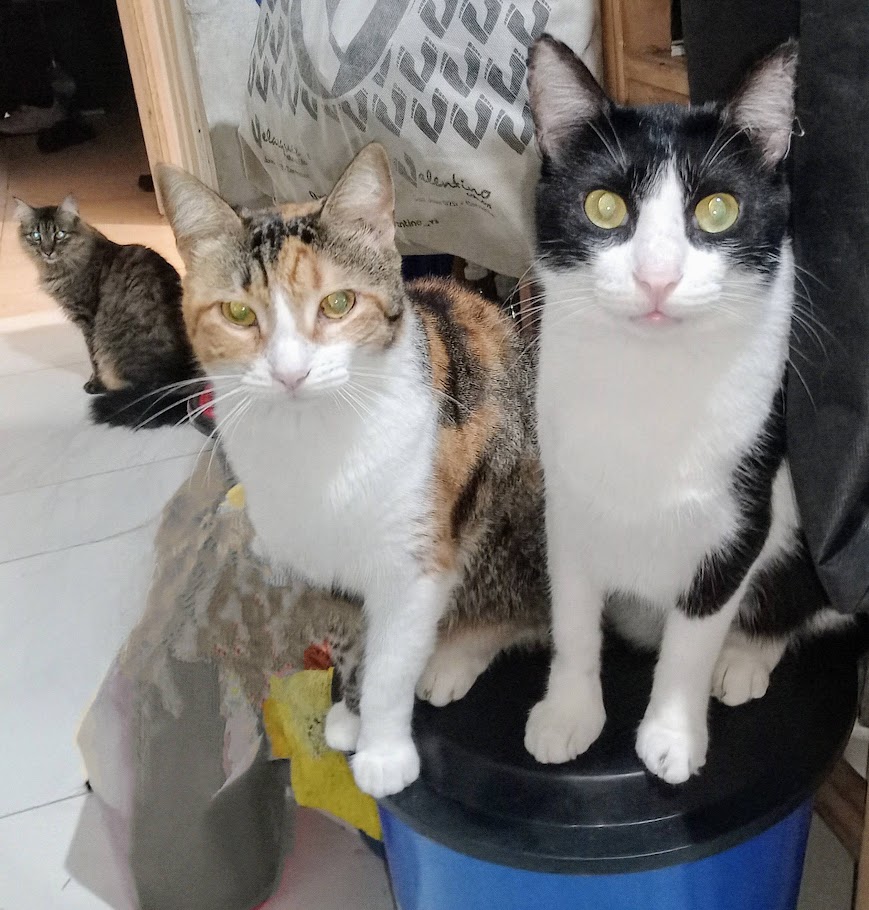 Impulsan una ley para reconocer a los animales como seres sintientes