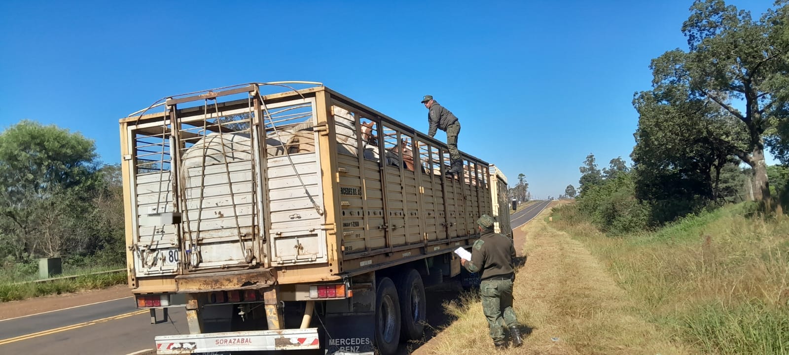 Detienen un camión que trasladaba 33 caballos con documentación irregular