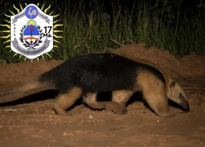 Rescataron a un oso melero que deambulaba por la capital