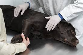 Leptospirosis: advertencia sobre casos en el NEA 