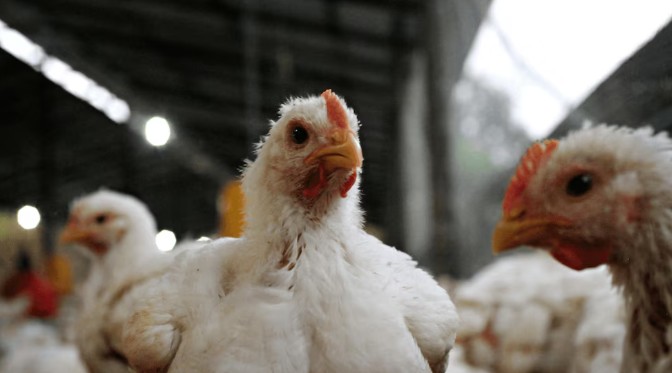 Gripe aviar: la Argentina vuelve a exportar carne de pollo a Chile y Perú tras superar los controles sanitarios