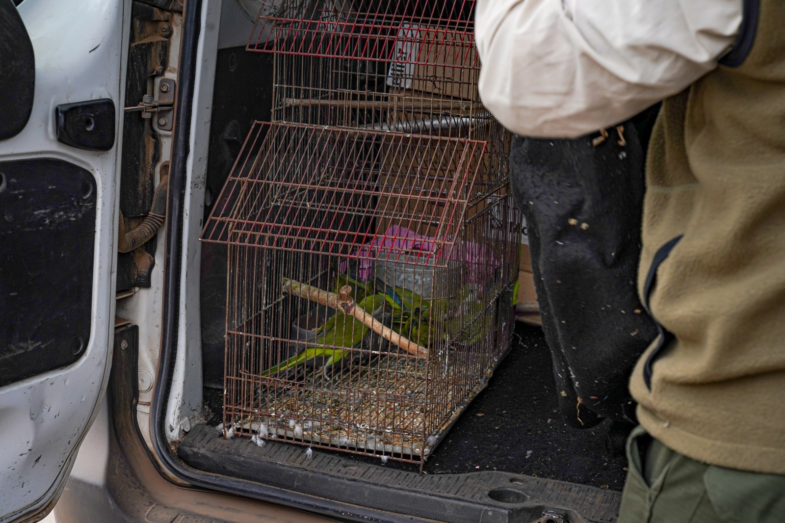 Nuevo operativo municipal contra el maltrato animal permitió rescatar 11 cotorras en cautiverio   