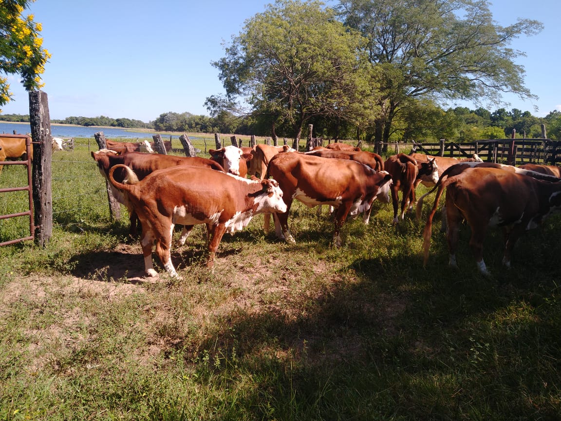 Fiebre aftosa: veterinarios convocan a jornada sobre nuevo plan de vacunación en Corrientes