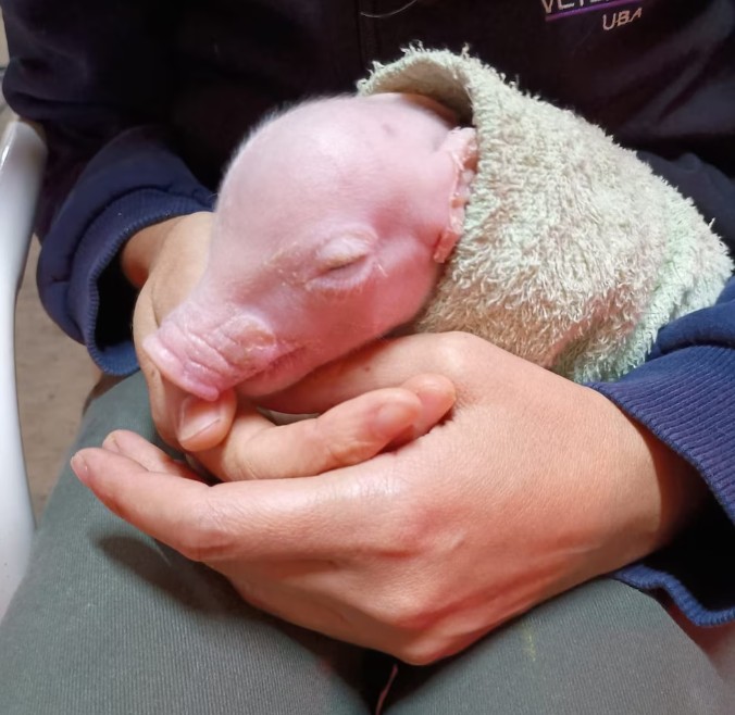 Nació el primer cerdo modificado genéticamente en Argentina para trasplantes de órganos humanos