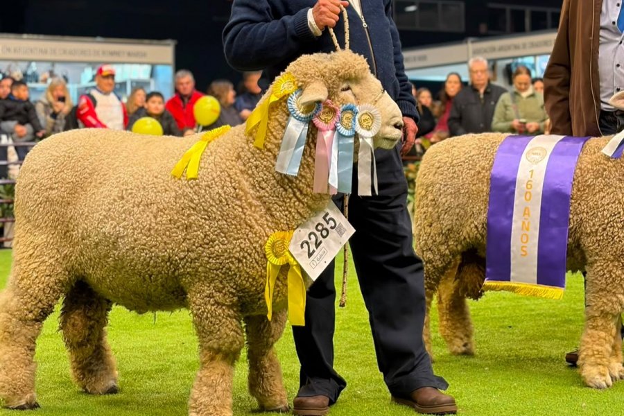 Cabaña correntina conquistó el Gran Campeón Romney Marsh en la Rural de Palermo