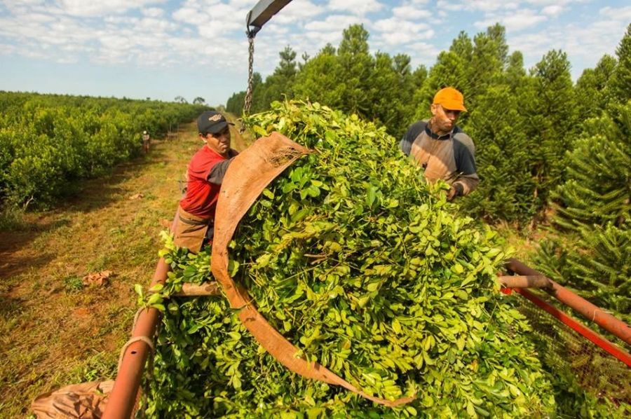 Las ventas de yerba mate superaron los 163 millones de kilos durante el primer semestre