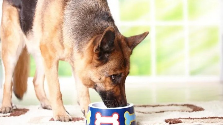 Anmat prohibió la venta de una reconocida crema desinflamante y de una serie de productos para mascotas