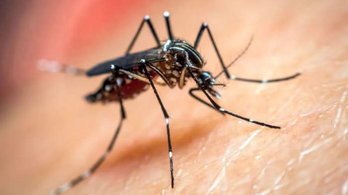 Alerta por el dengue: se notificaron 77 nuevos casos sospechosos