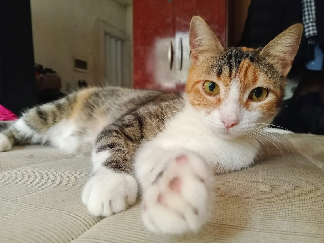 Furor por las mascotas: la “industria pet” ya mueve unos USD 3.200 millones en Argentina