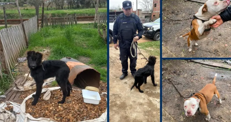 Ordenan rescatar a dos perros con desnutrición e infección ocular