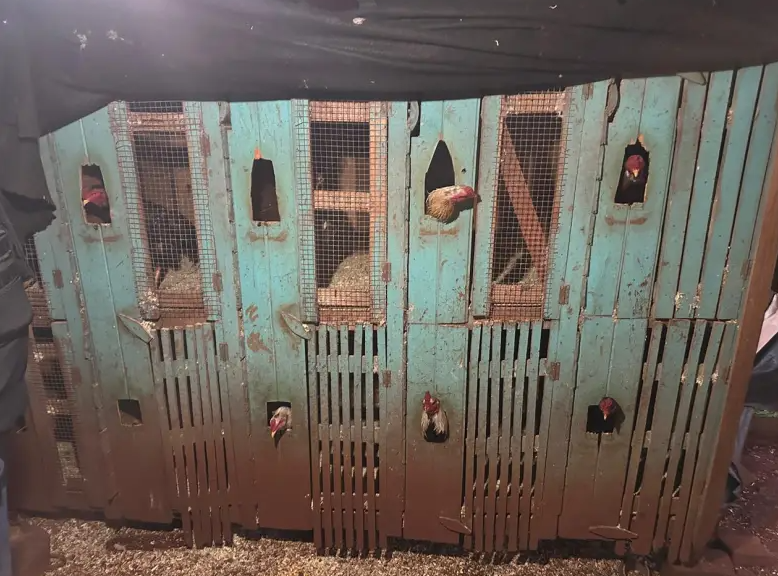 Desarticulan un kiosco narco y un refugio de gallos de riña