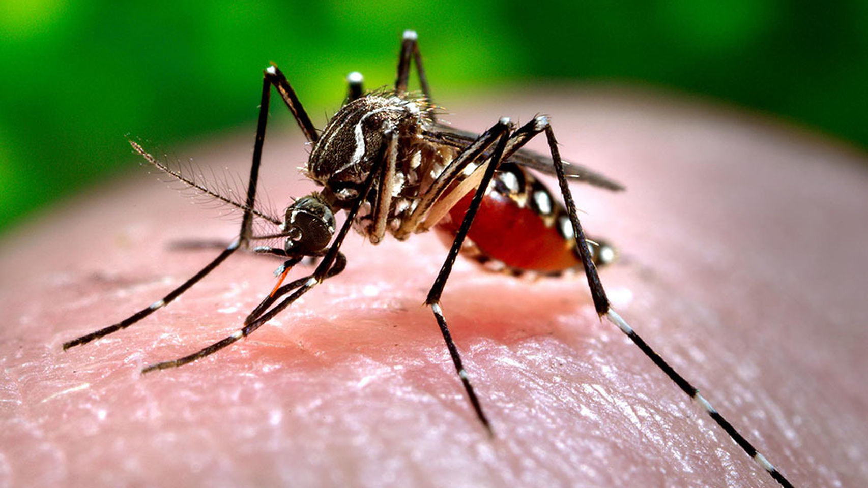 Investigadora aportó en publicación internacional sobre el Virus Chikungunya