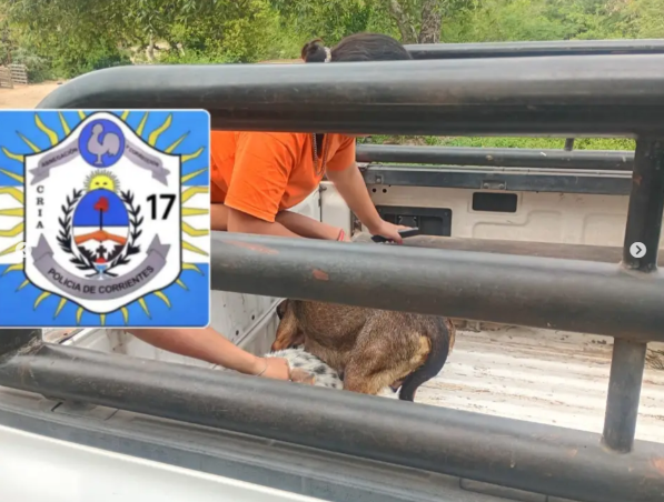 Rescataron a 11 perros en mal estado de salud en el barrio Molina Punta