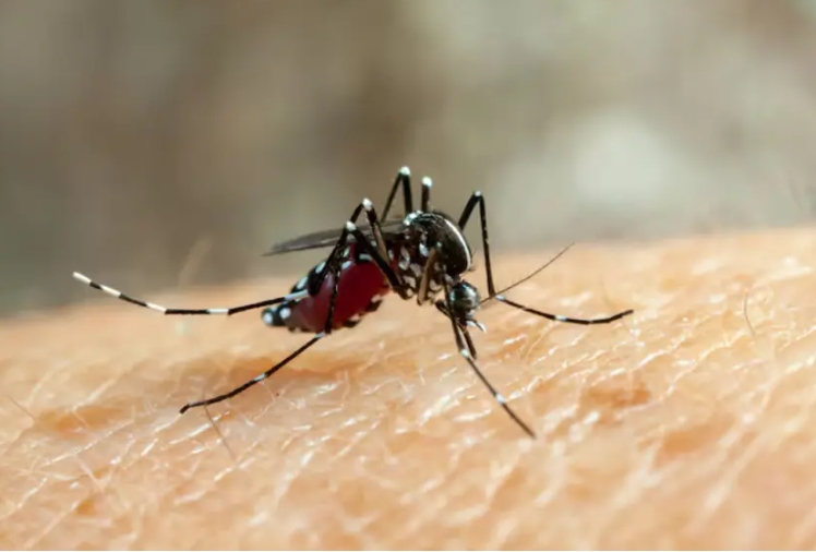 Comienzan a aparecer casos de dengue en el país